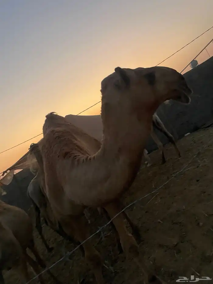 قعدان بلدي 6