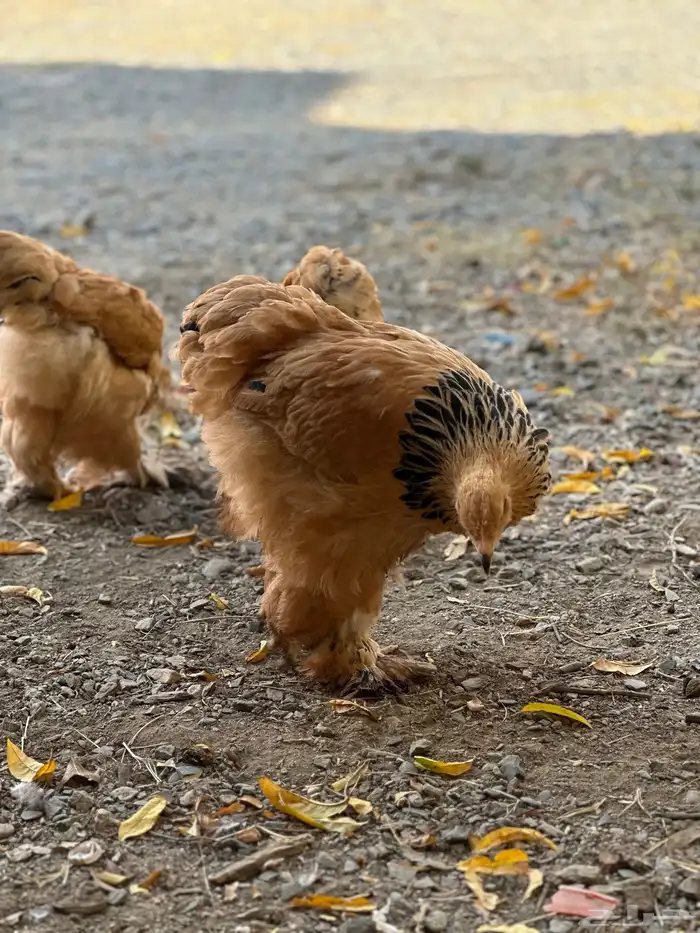 صوص براهما 33