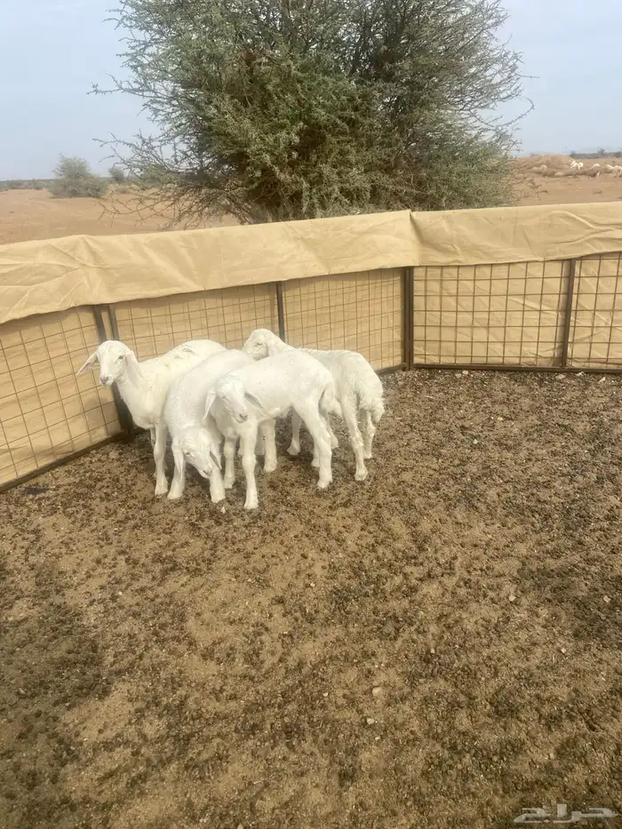 بهم ثلاثه خرفان ورخله عمره من شهرين 0