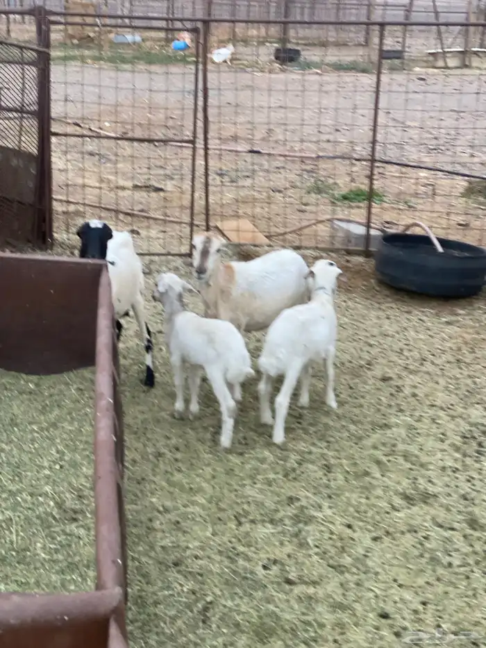 للبيع ضان رفيديات ولد 0