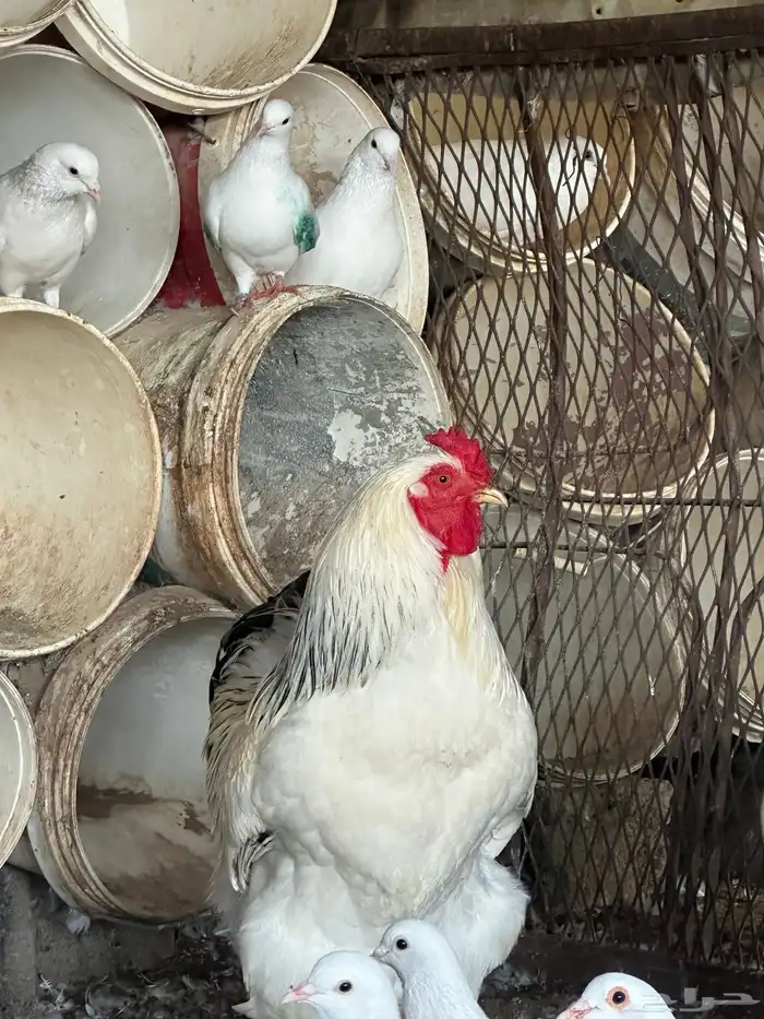 متوفر دجاج براهما وصيصان 2