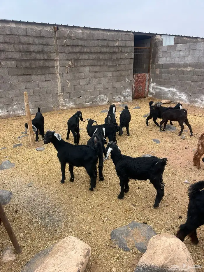 للبيع تيوس 4