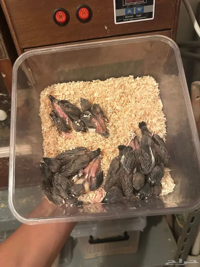 متوفر فروخ روز سعر الحبه 70 2