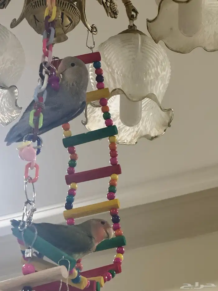 زوج روز أليفين 4