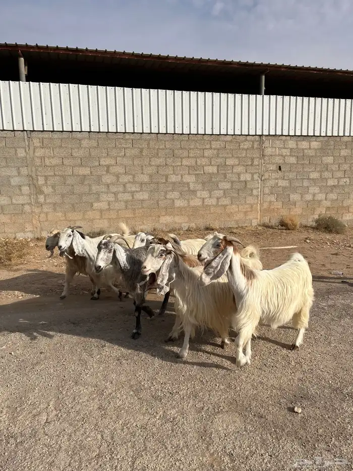 معزا بيض مشاريك مصريه جروم فاخره طيبه دفيع مضاريع سونار 1