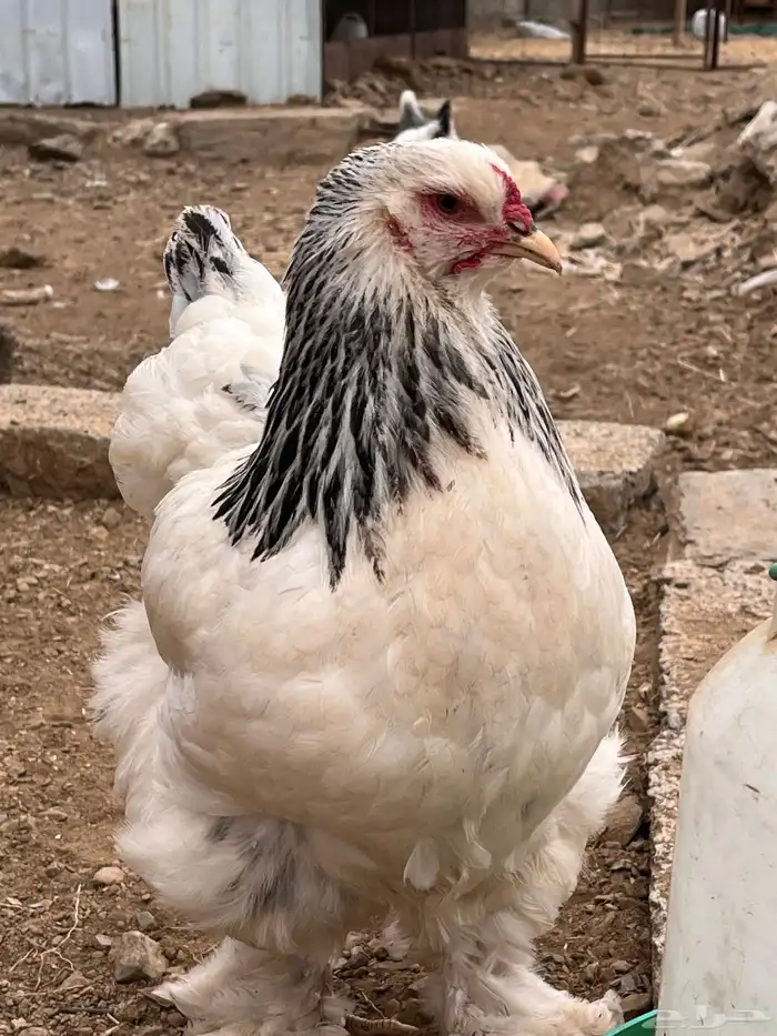 دجاج براهما كلومبي 8