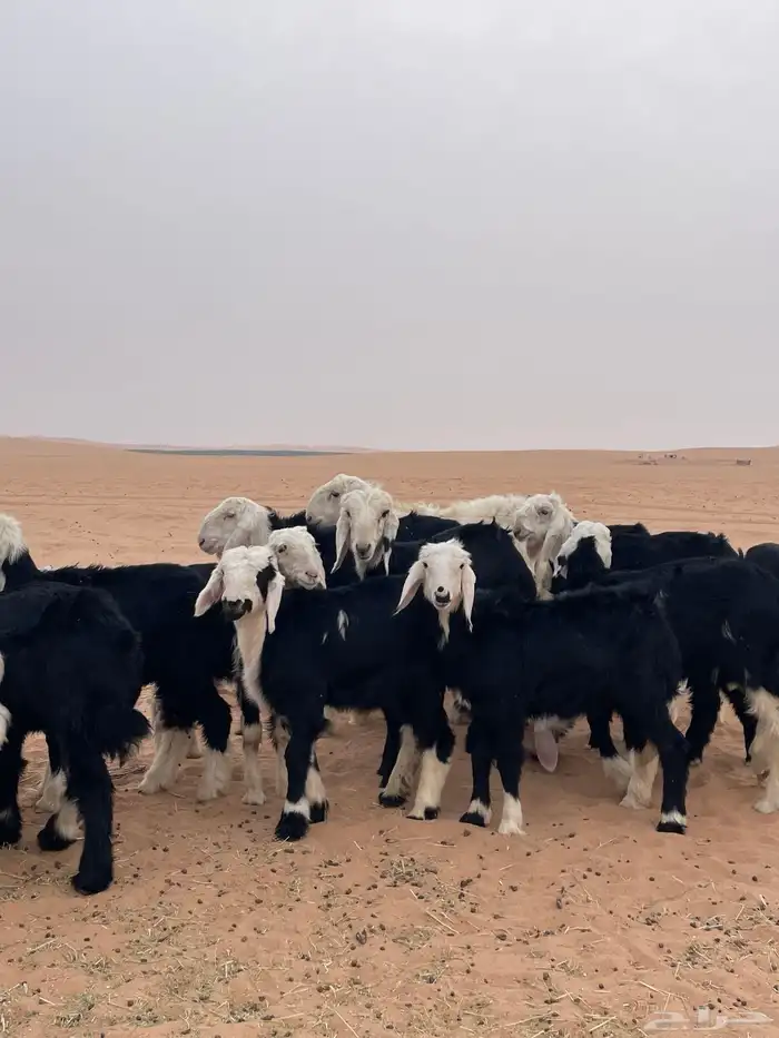 بهم نجد طيب 0