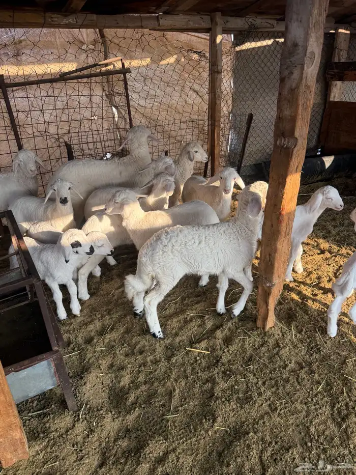 غنم حريات مع عيالها 1