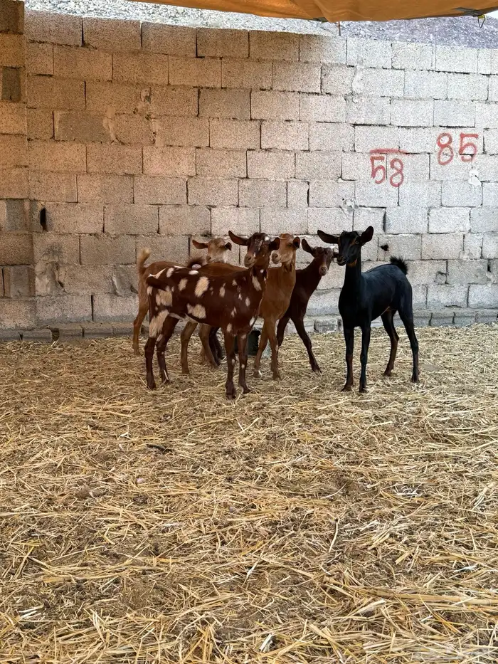 جفار محايليات دهم 6