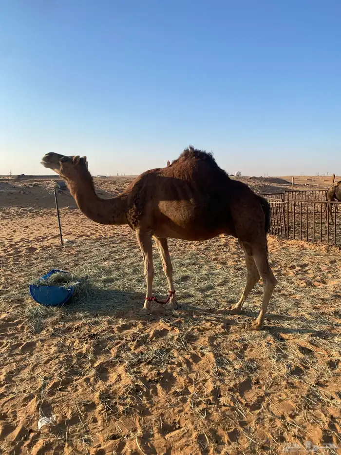 للبيع ناقه حايل 1