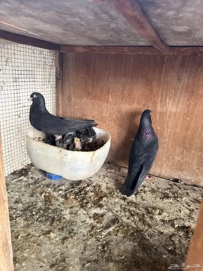 اجوز حمام قلابي 8