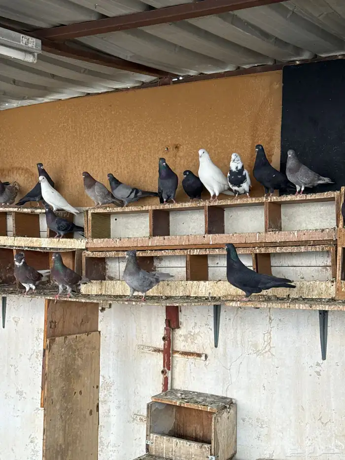 اجوز حمام قلابي 1