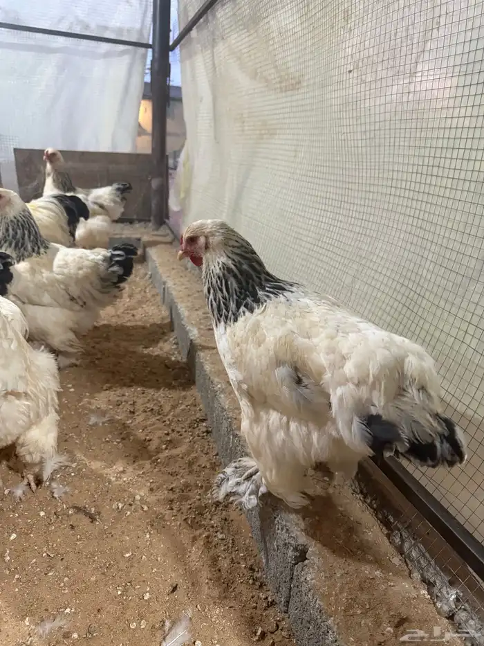 براهما كولمبي كونك 3