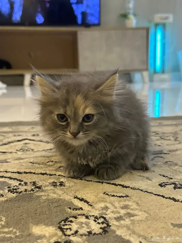 قطة واطفالها تبني 1