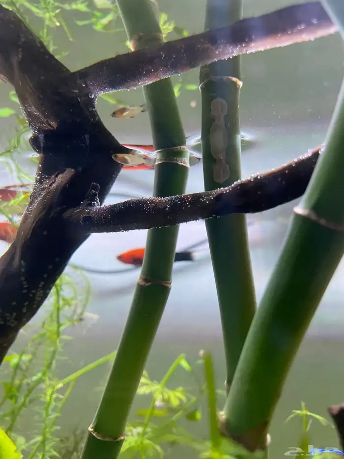 حوض سمك وحلزون ونباتات مائيه 6