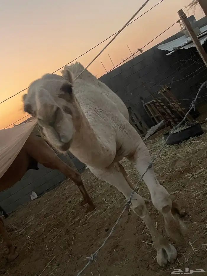 قعدان بلدي 0