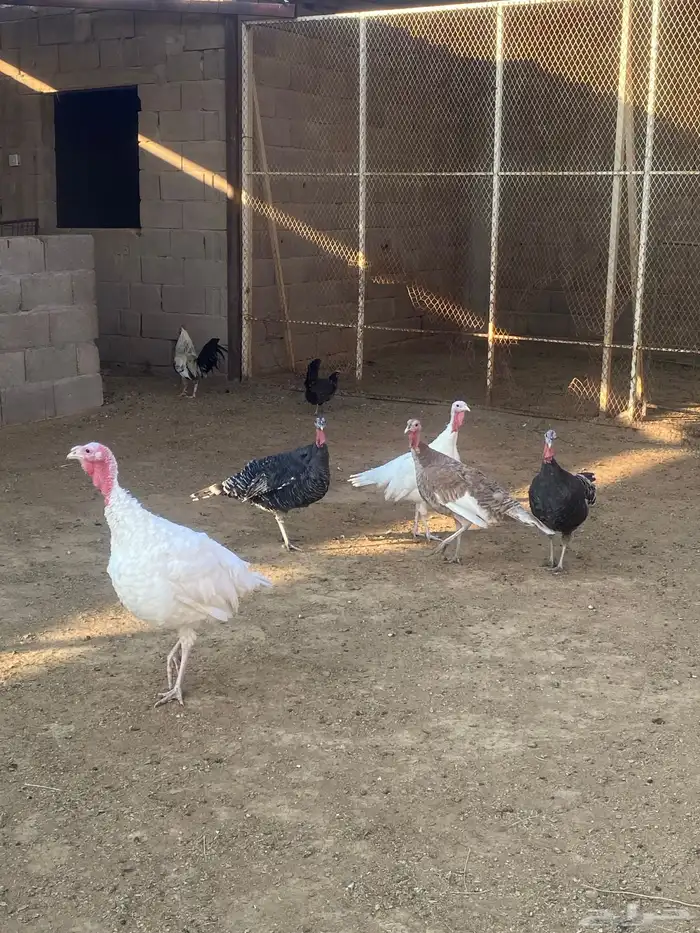 للبيع دجاج رومي 0