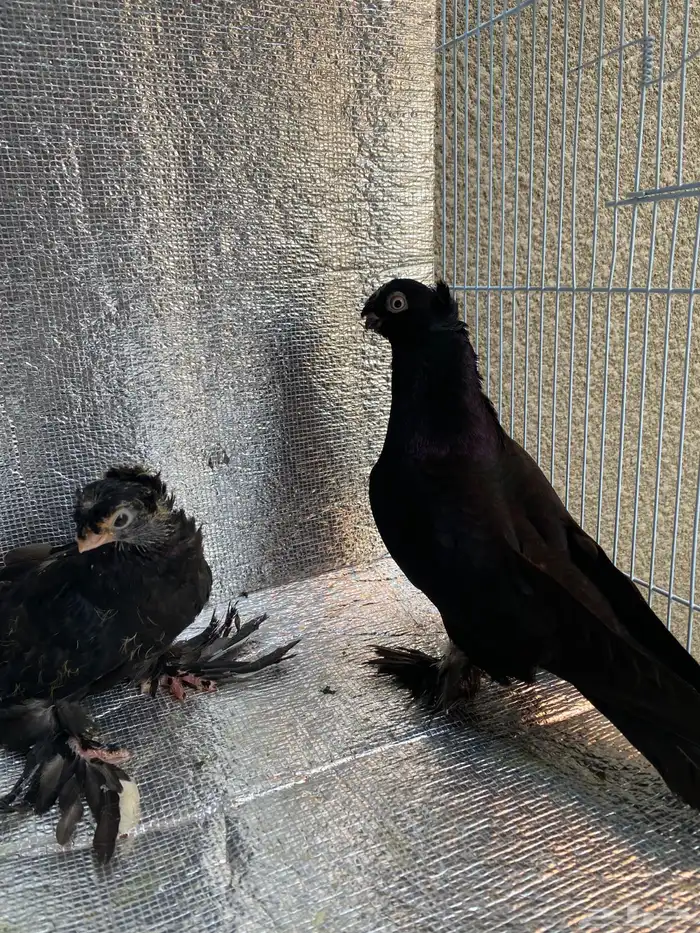 زوج حمام أوزبك بفرخه وبيض مستوى ممتاز 7