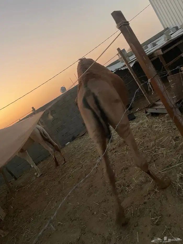 قعدان بلدي 5