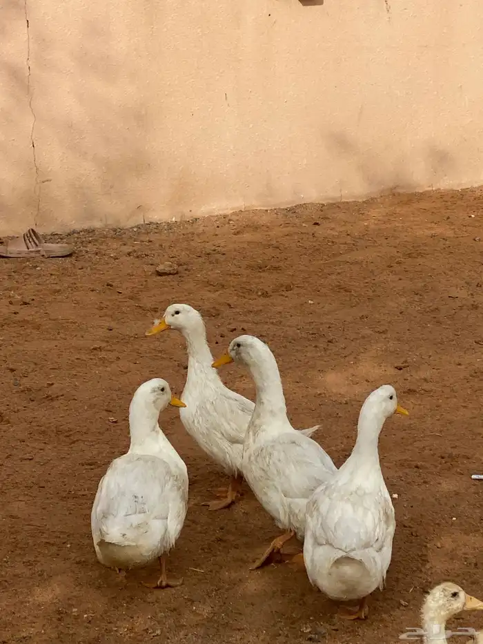 بط بكيني مذبوح 1