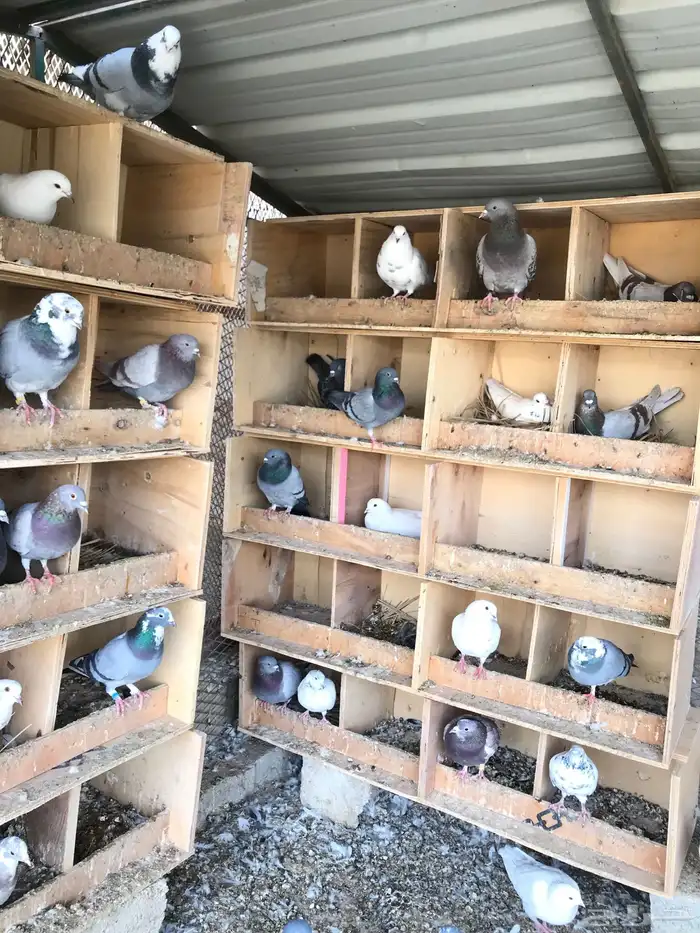 للبيع حمام مشكل 0