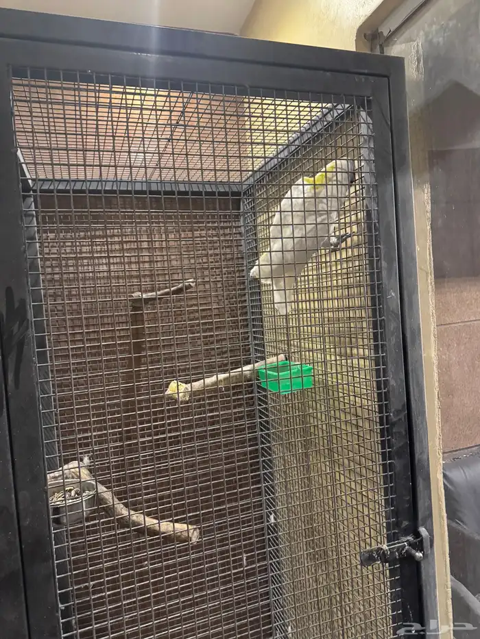 كوكاتو ترايتون مع قفص 0