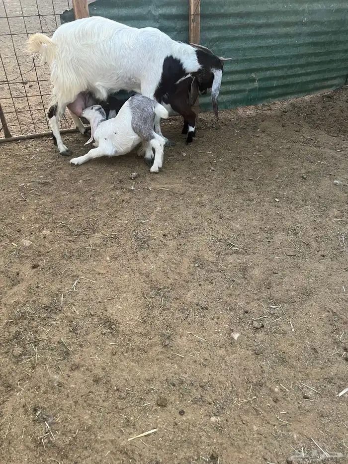 عنزين مشاريك متاومات 0