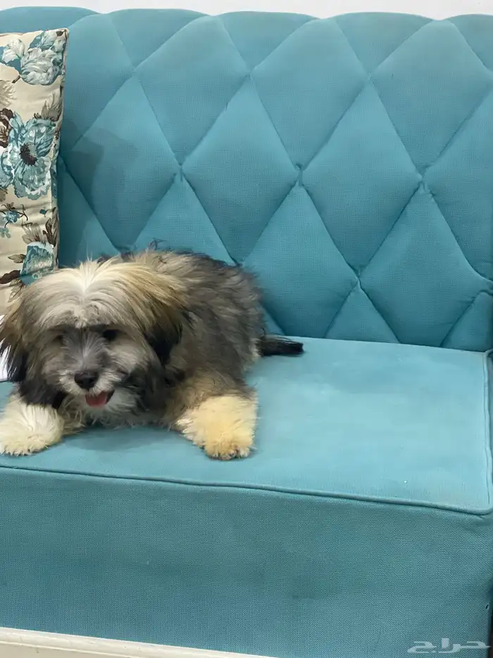 كلب قوتشي 9شهور ذكر للبيع 0