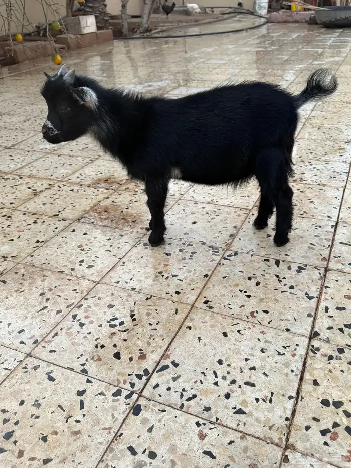 للبيع تيوس قزم 7