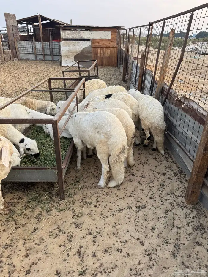 طليان سواكني مرابي فل الفل 0