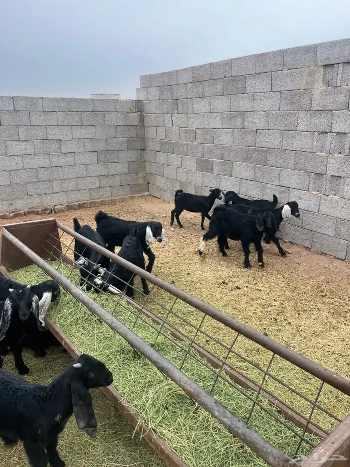 للبيع تيوس 3