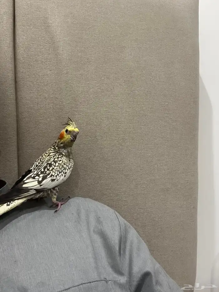 كروان بيرل العمر 8 شهور 9