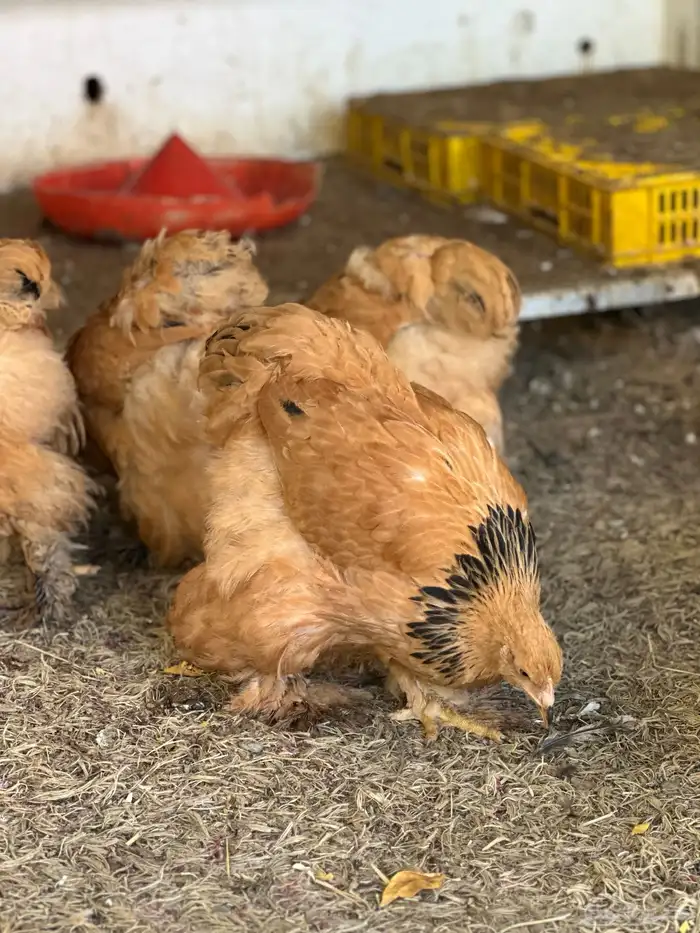 صوص براهما 2