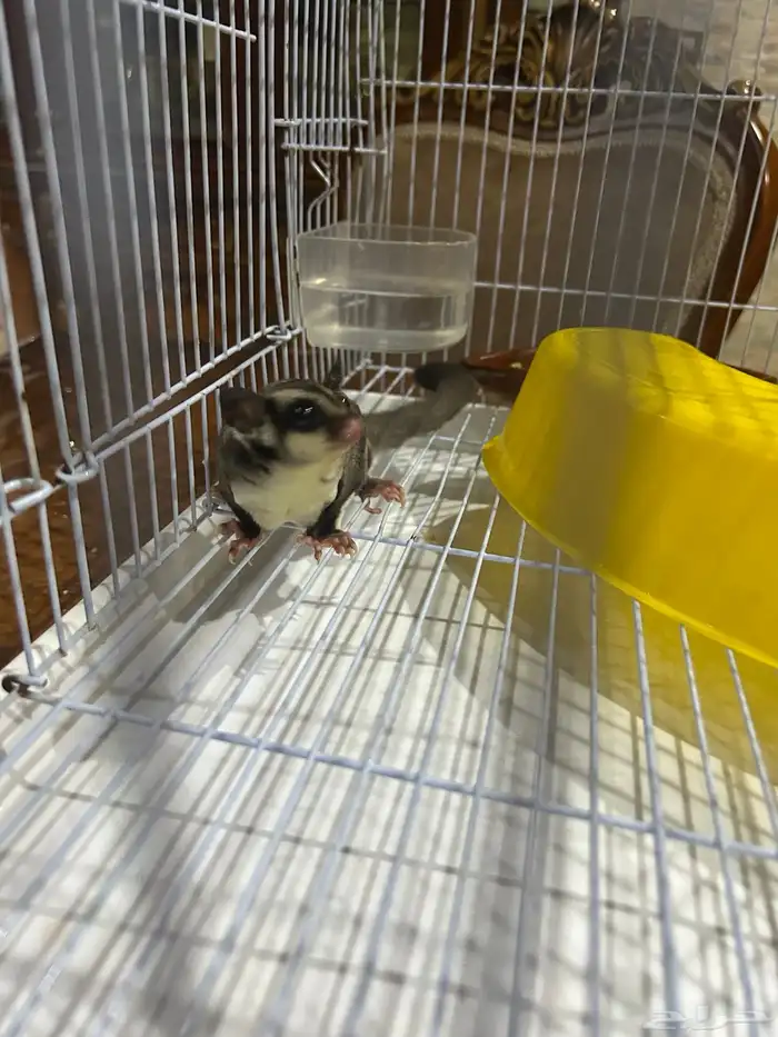 السنجاب الطائر (شوقر قلايدر) 1