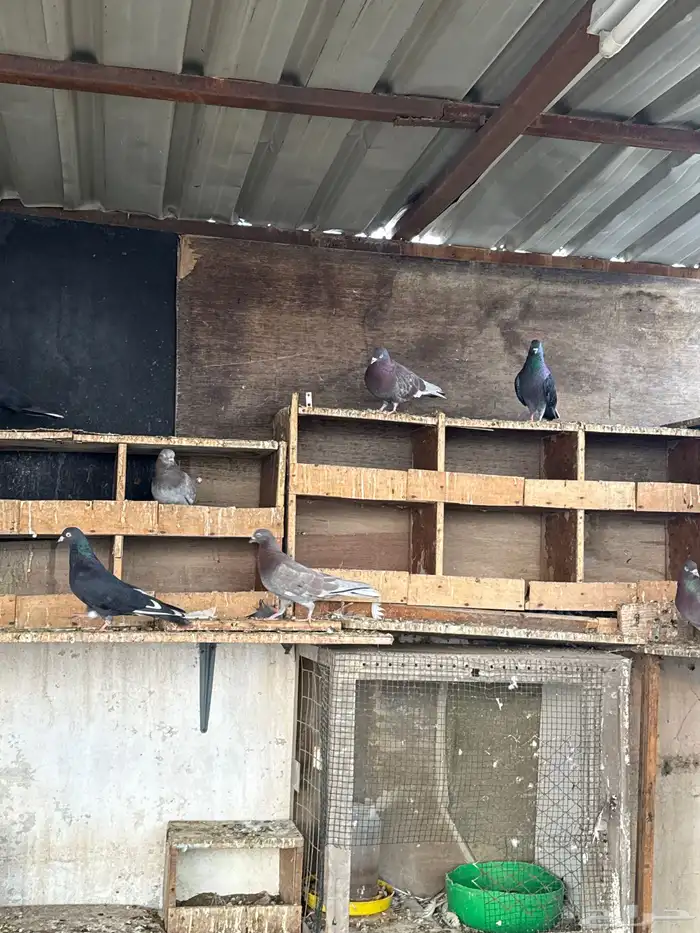 اجوز حمام قلابي 2