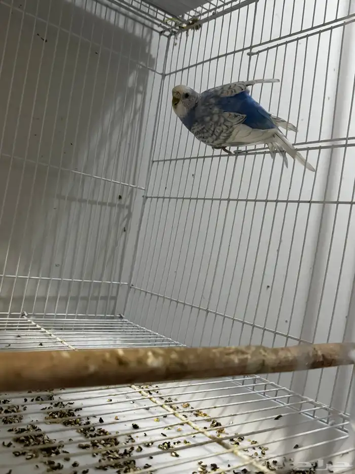 طيور زينه بادجي 3