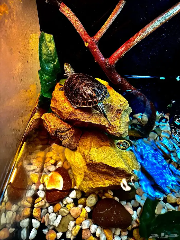 سلاحف برمائية 1