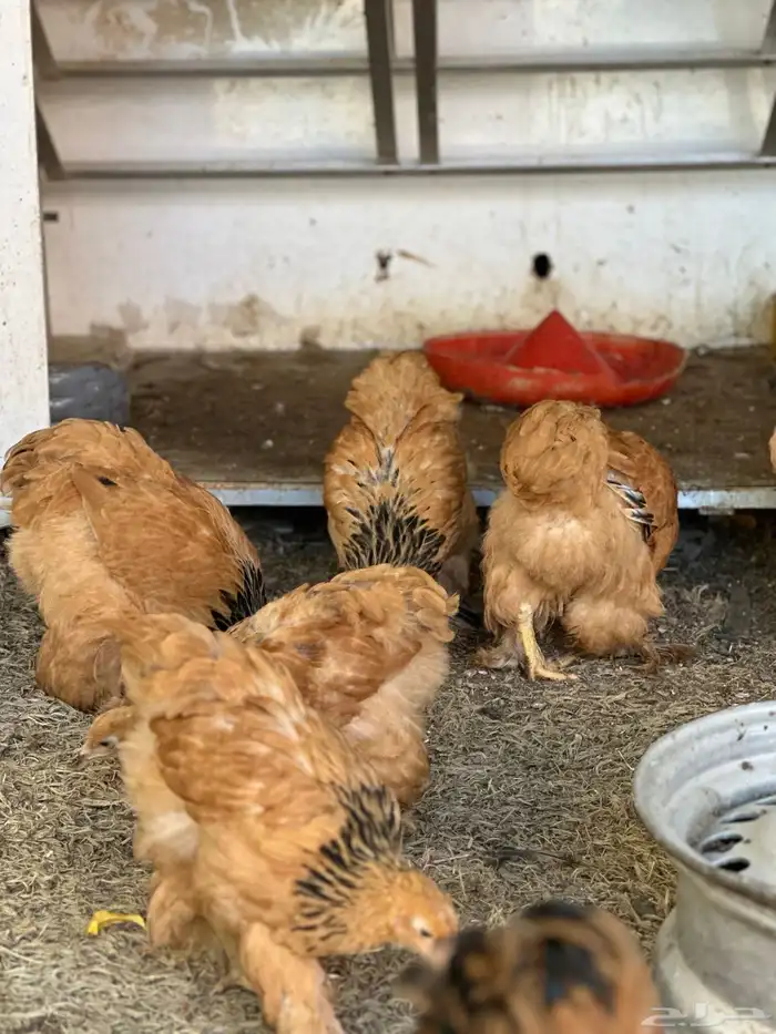 صوص براهما 3