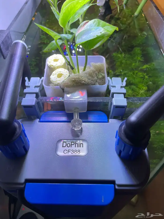 حوض سمك وحلزون ونباتات مائيه 3