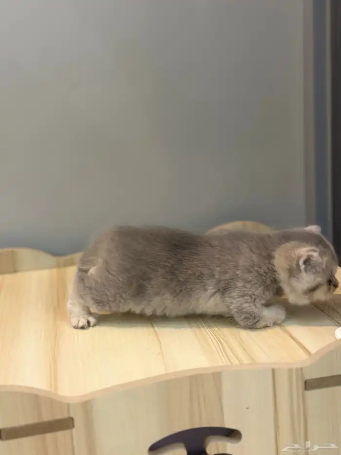 قطه سكوتش فولد ماشاءالله 4