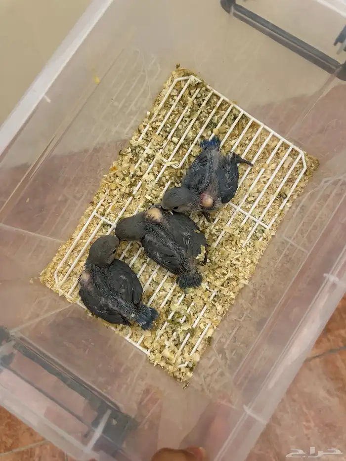 متوفر فروخ روز سعر الحبه 70 1