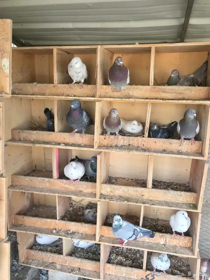 للبيع حمام مشكل 3