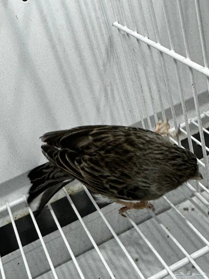 للبيع انثى اوربي جاهزه 5