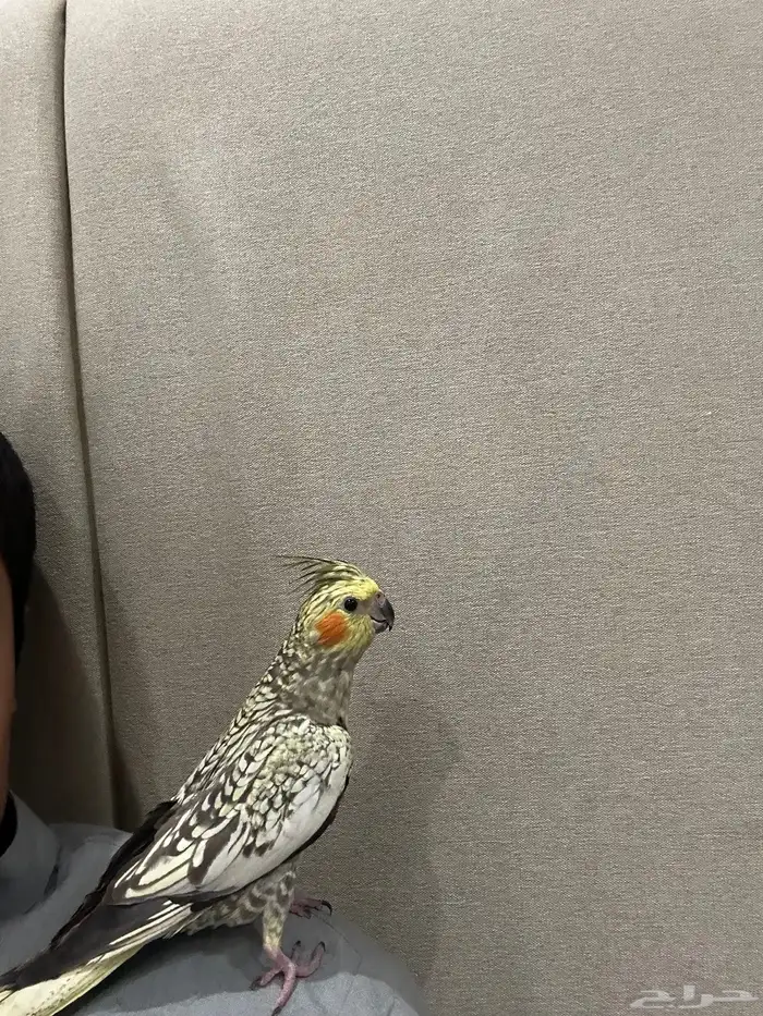 كروان بيرل العمر 8 شهور 7