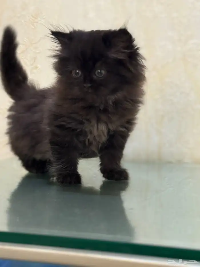 قطة شيرازي للبيع 5