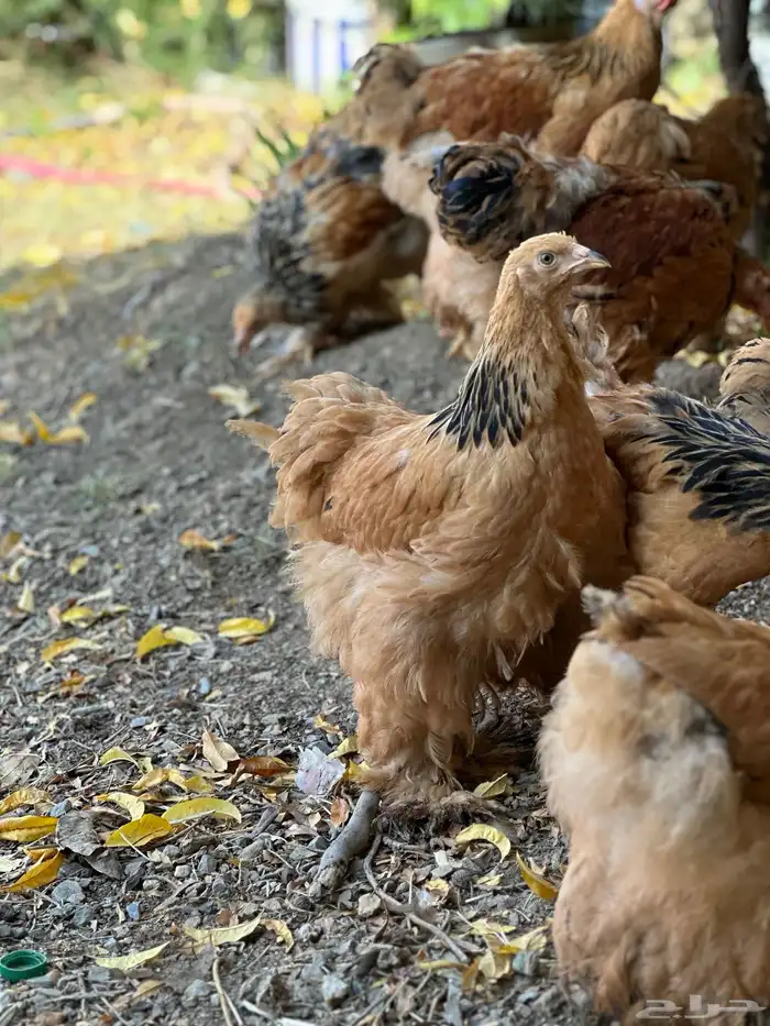 صوص براهما 43