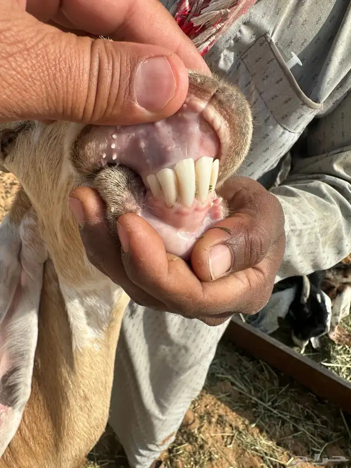 معزا مواليد للبيع 18