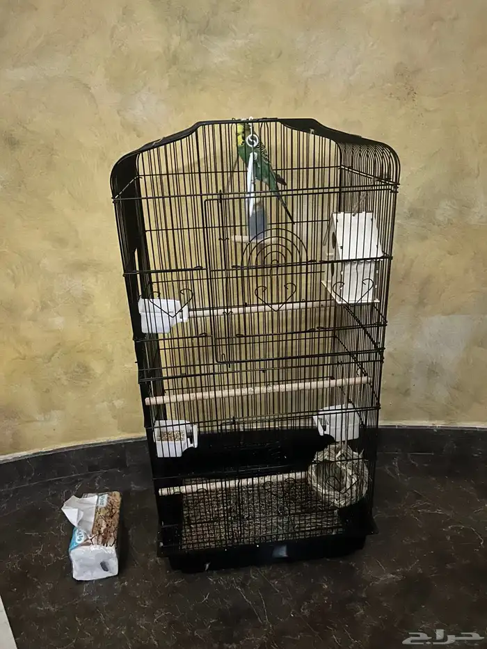 طيور عصافير الحب بادجي 0