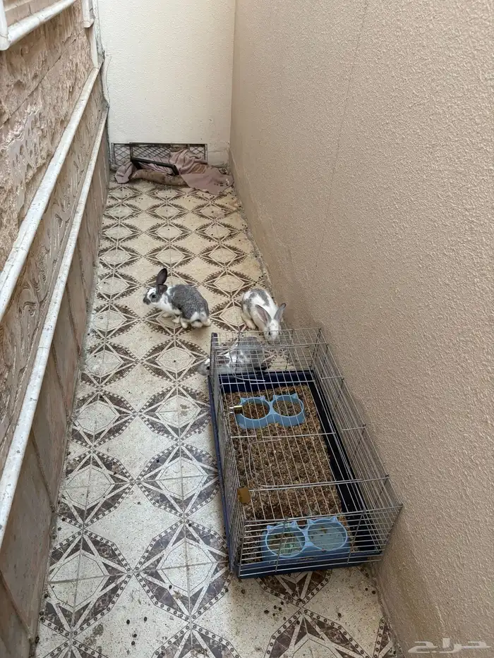 أرانب للبيع العدد 4 1