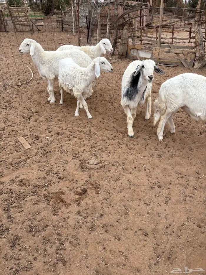 للبيع بهم حري 2